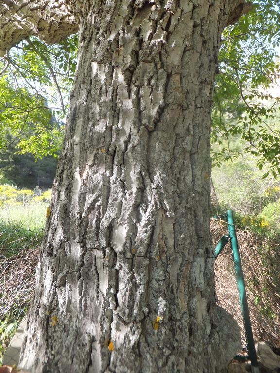 La Limonera Vendégház Riópar Kültér fotó